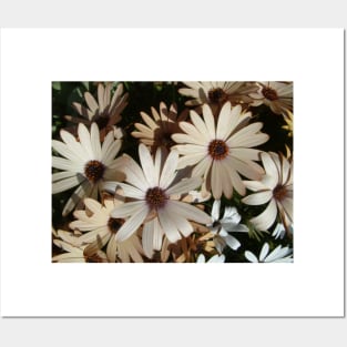 Daisies Posters and Art